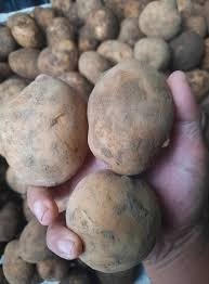 potato